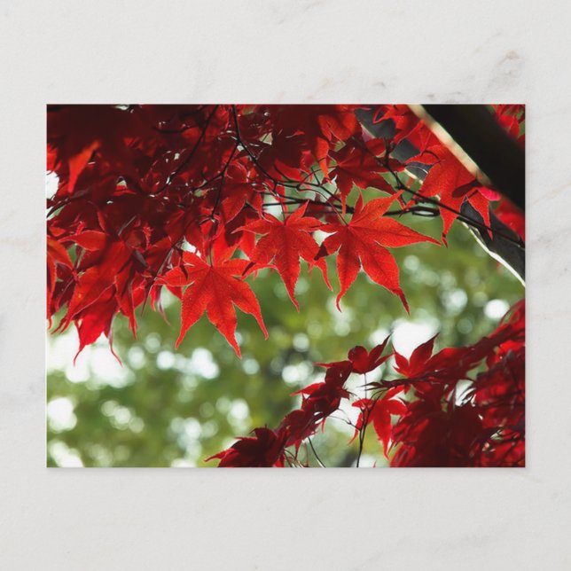 Japanese Maple Postcard (Front)