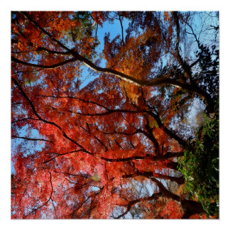 Japanese Maple Poster