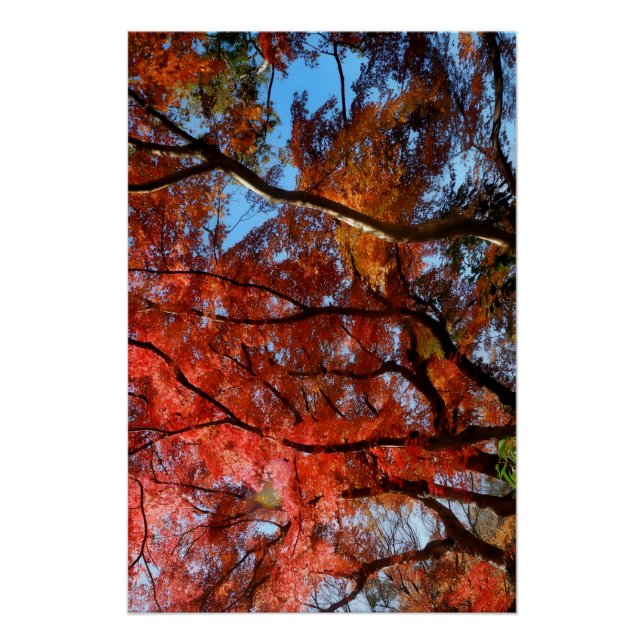 Japanese Maple Poster (Front)