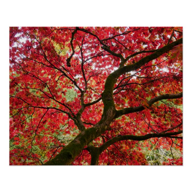 Japanese Maple Poster (Front)
