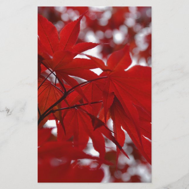 Japanese Maple Tree (Front)
