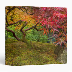 Japanese maple tree in autumn colour binder