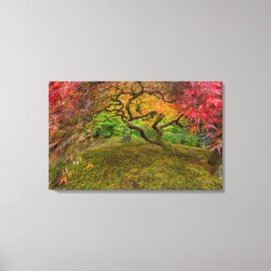 Japanese maple tree in autumn colour canvas print