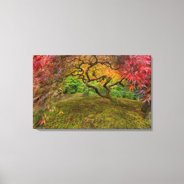 Japanese maple tree in autumn colour canvas print (Front)