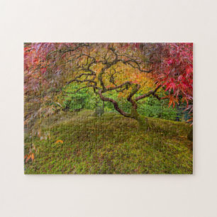 Japanese maple tree in autumn colour jigsaw puzzle