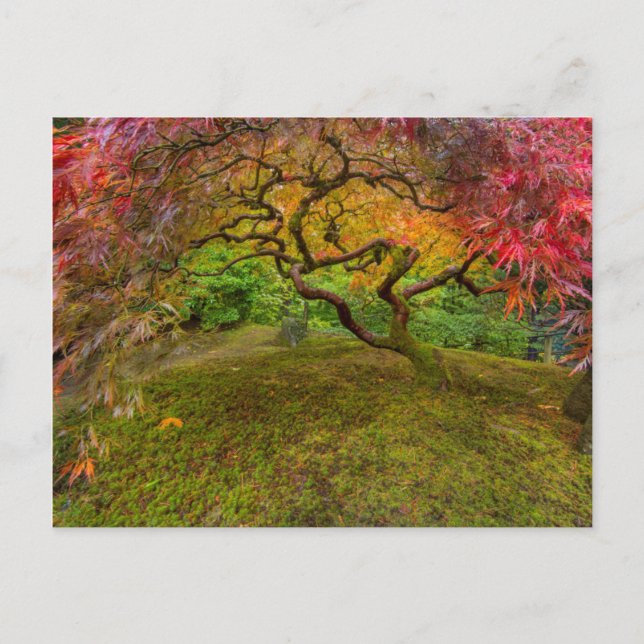 Japanese maple tree in autumn colour postcard (Front)