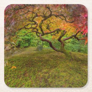 Japanese maple tree in autumn colour square paper coaster