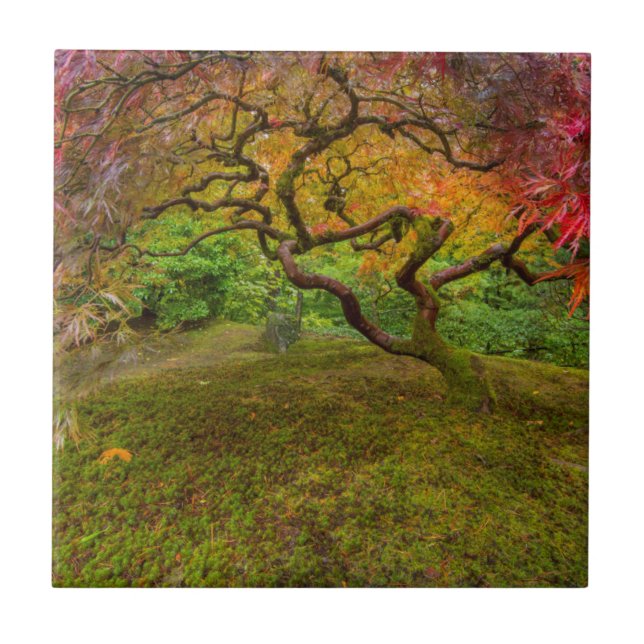 Japanese maple tree in autumn colour tile (Front)