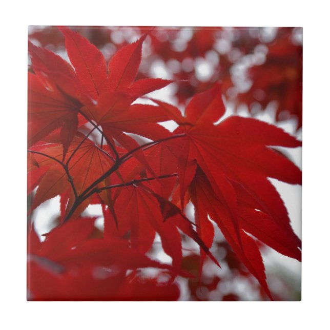 Japanese Maple Tree Tile (Front)