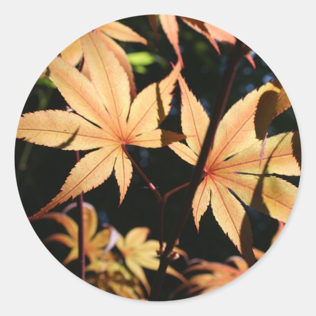 Japanese Maples 4 Fall Round Sticker (Front)