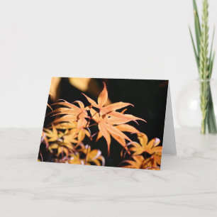 Japanese Maples 6 Autumn Greeting Card