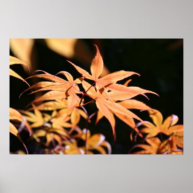Japanese Maples 6 - Floral Photography Poster (Front)
