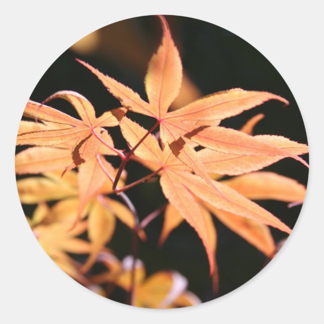 Japanese Maples 6 Sticker (Front)