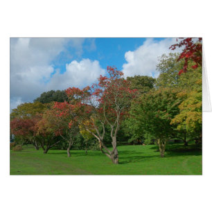 Japanese Maples, Bute Park, Cardiff.