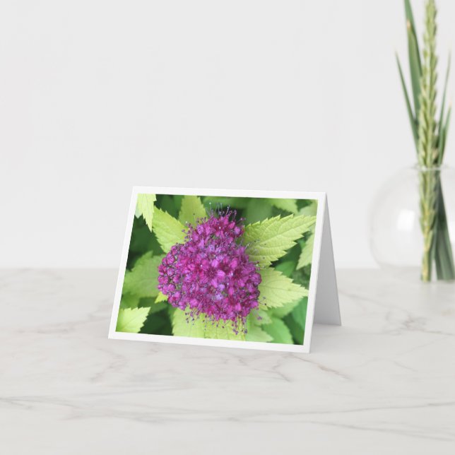 Japanese Meadowsweet Thank You Card (Front)