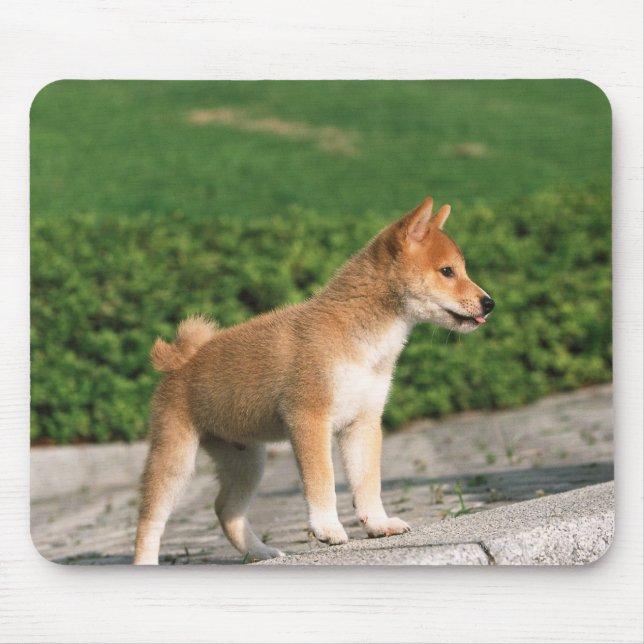 Japanese Midget Shiba 2 Mouse Pad (Front)