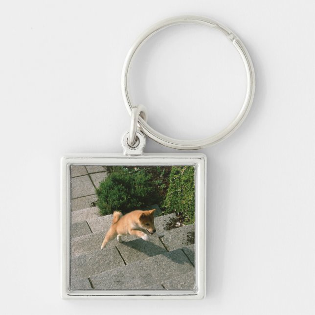 Japanese Midget Shiba 3 Keychain (Front)
