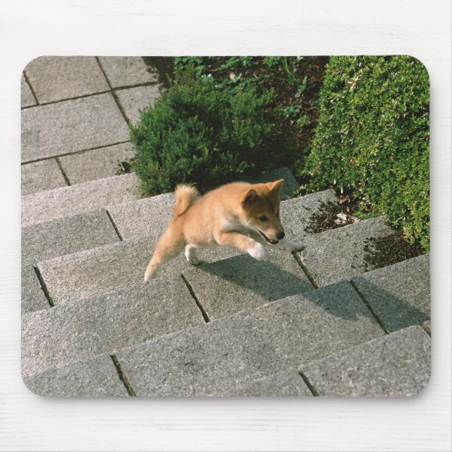 Japanese Midget Shiba 3 Mouse Pad (Front)