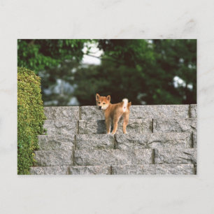 Japanese Midget Shiba 4 Postcard
