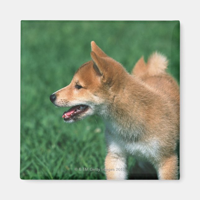 Japanese Midget Shiba Magnet (Front)