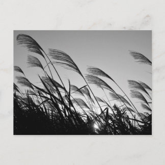 Japanese Pampas Grass   Postcard