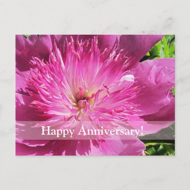 Japanese Peony Happy Anniversary Postcard (Front)