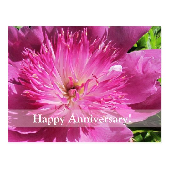 Japanese Peony Happy Anniversary Postcard