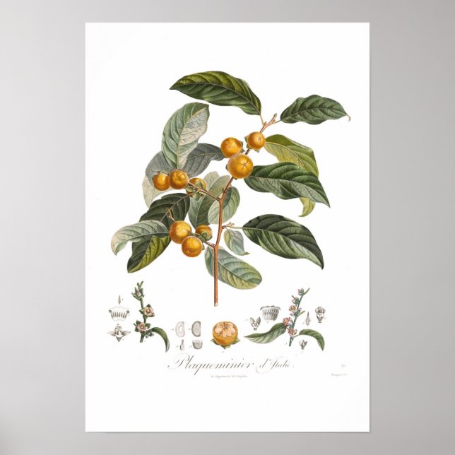 Japanese persimmon poster (Front)