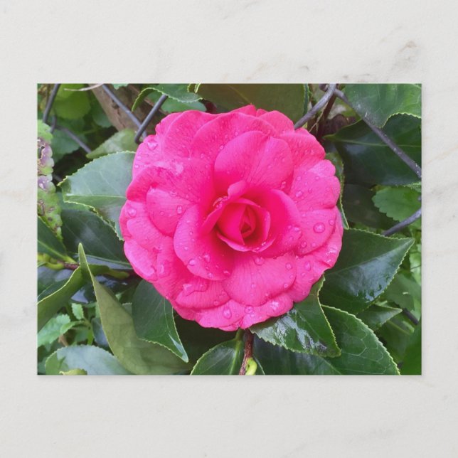 Japanese Pink Camellia Postcard (Front)