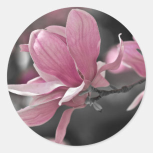 Japanese Pink Saucer Magnolia Classic Round Sticker
