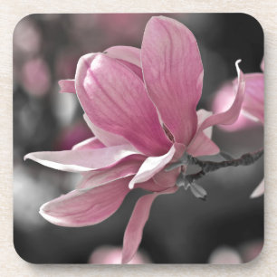 Japanese Pink Saucer Magnolia Coaster