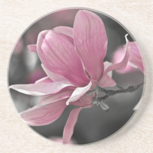 Japanese Pink Saucer Magnolia Coaster