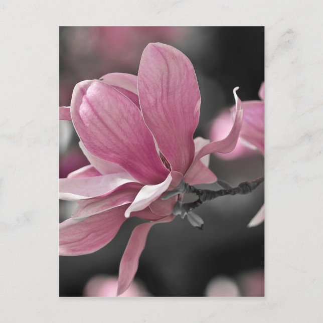 Japanese Pink Saucer Magnolia Postcard (Front)