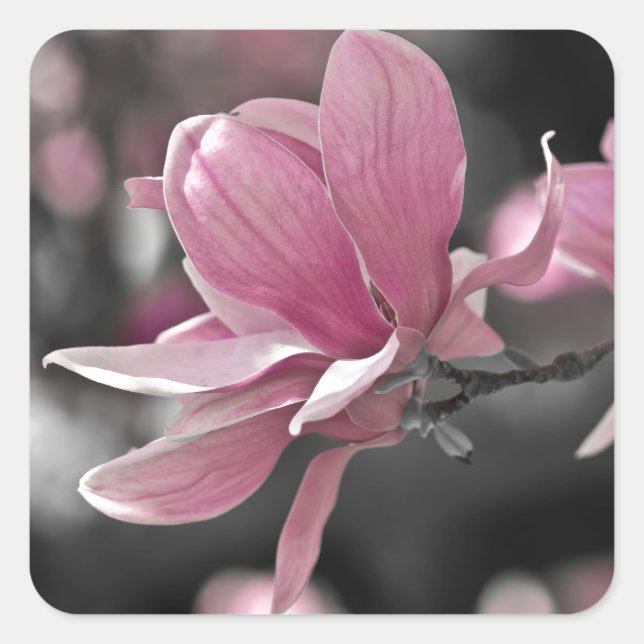 Japanese Pink Saucer Magnolia Square Sticker (Front)