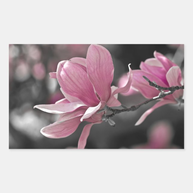 Japanese Pink Saucer Magnolia Sticker (Front)