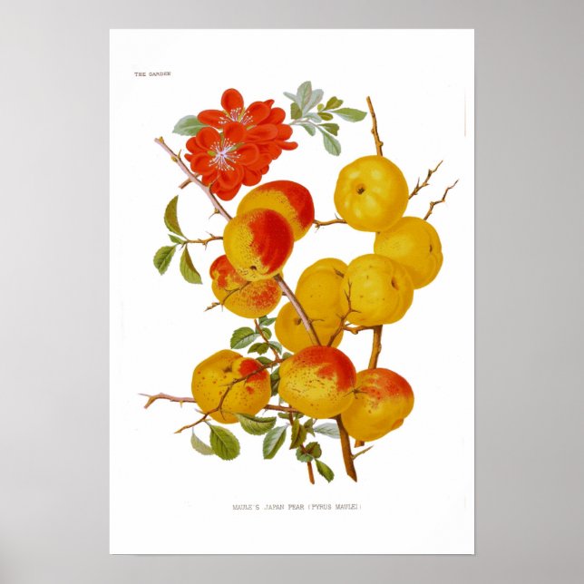 Japanese Quince Poster (Front)