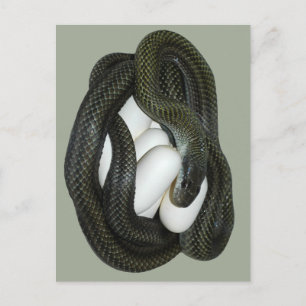 Japanese Rat Snake, beautifull and caring mother! Postcard
