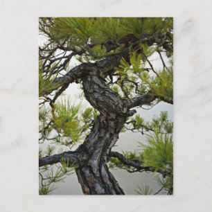 Japanese Red Pine Bonsai Tree Postcard