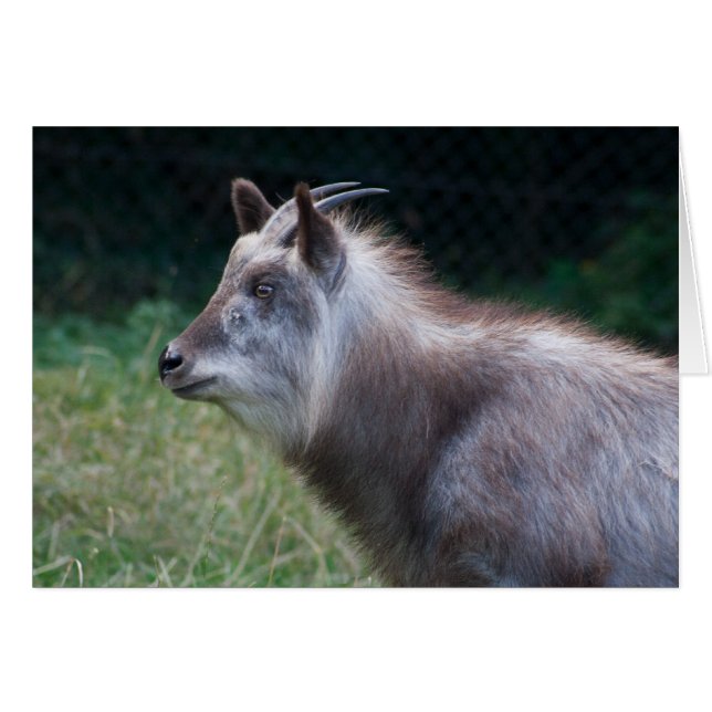 Japanese Serow (Front Horizontal)
