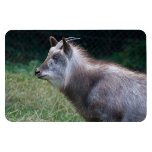 Japanese Serow Magnet