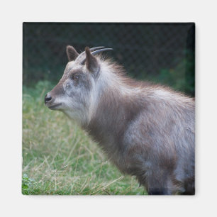 Japanese Serow Magnet