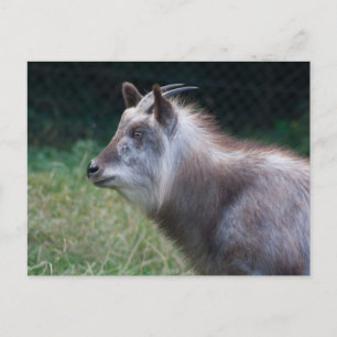 Japanese Serow Postcard