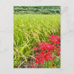 JAPANESE SHANGRI-LA [Postcard] Postcard