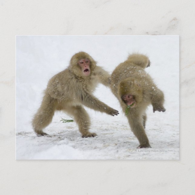 Japanese Snow Monkey cubs playing on snow Postcard (Front)
