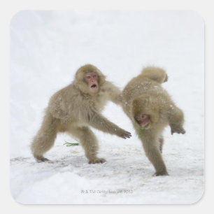Japanese Snow Monkey cubs playing on snow Square Sticker