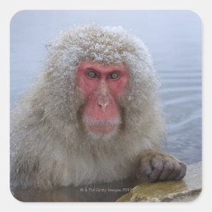 Japanese Snow Monkey in hotspring Square Sticker