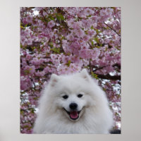 Japanese Spitz/American Eskimo Cherry Blossom Prin