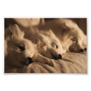 Japanese Spitz / American Eskimo poster