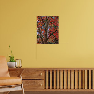Japanese Stewartia Colorful Autumn Leaves Poster