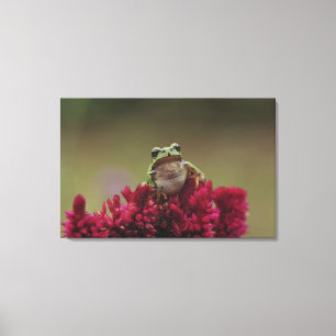 Japanese tree frog (Hyla japonica) on flowers, Canvas Print
